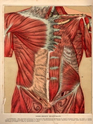 BODY MANIKIN AND POSITION OF VITAL ORGANS.