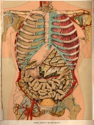 BODY MANIKIN AND POSITION OF VITAL ORGANS.