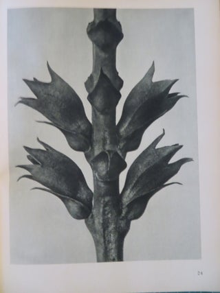 URFORMEN DER KUNST: Photographische Pflanzenbilder