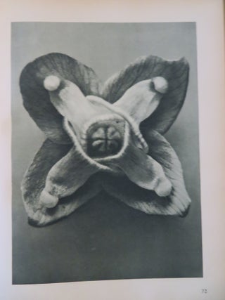 URFORMEN DER KUNST: Photographische Pflanzenbilder
